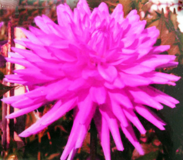 Dahlia  ' HOLLYHILL LAVENDER LASS '  (S.S.C.)  Kennedy T.&amp; M.  USA  2001  Portland D.S. Archives   USA 2017  (David Brown)